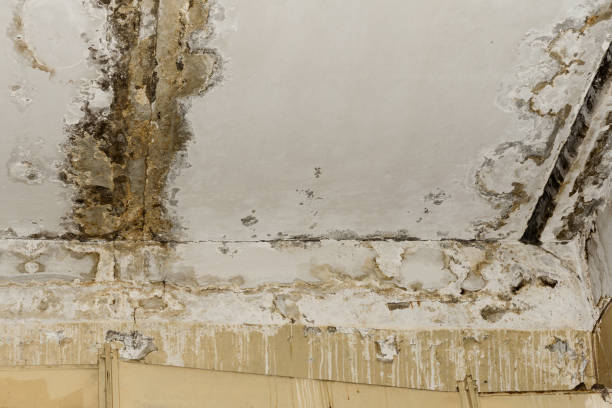 Environmental Consulting for Mold Prevention in Lock Haven, PA